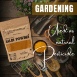 GreenDumbells Organics Turmeric Powder | Haldi | Pasupu Podi – 200 GM - Image 4